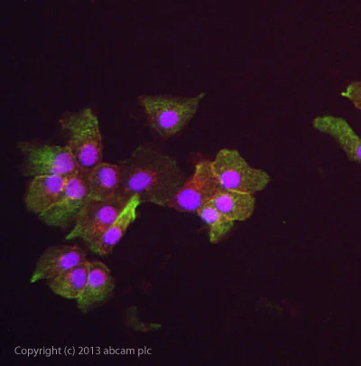 Immunocytochemistry/ Immunofluorescence - Anti-Transferrin Receptor antibody [13E4] (AB38171)