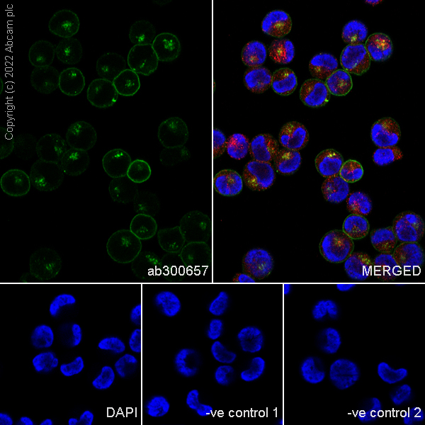 Immunocytochemistry/ Immunofluorescence - Anti-Transferrin Receptor antibody [2/Transferrin] (AB300657), expandable thumbnail
