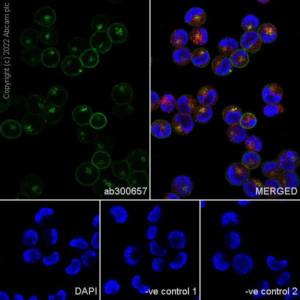 Immunocytochemistry/ Immunofluorescence - Anti-Transferrin Receptor antibody [2/Transferrin] (AB300657)