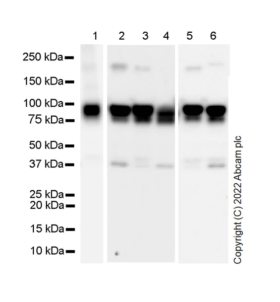 Western blot - Anti-Transferrin Receptor antibody [2/Transferrin] (AB300657)