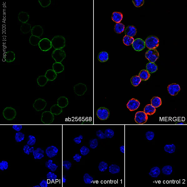 Immunocytochemistry - Anti-Transferrin Receptor antibody [8D3] (AB256568)