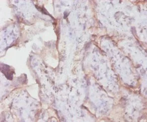 Immunohistochemistry (Formalin/PFA-fixed paraffin-embedded sections) - Anti-Transferrin Receptor antibody (AB193188)