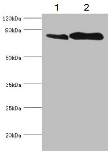Western blot - Anti-Transferrin Receptor antibody (AB193188), expandable thumbnail