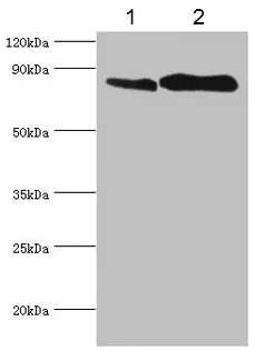 Western blot - Anti-Transferrin Receptor antibody (AB193188)