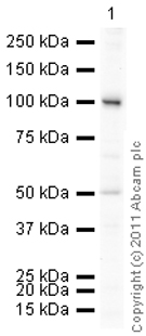 Western blot - Anti-Transferrin Receptor antibody (AB84036), expandable thumbnail