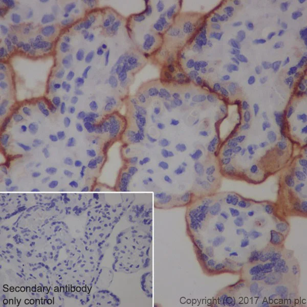 Immunohistochemistry (Formalin/PFA-fixed paraffin-embedded sections) - Anti-Transferrin Receptor antibody [EPR20584] (AB214039)