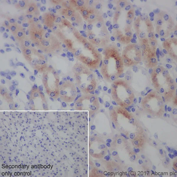Immunohistochemistry (Formalin/PFA-fixed paraffin-embedded sections) - Anti-Transferrin Receptor antibody [EPR20584] (AB214039)