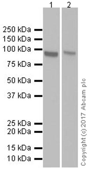 Western blot - Anti-Transferrin Receptor antibody [EPR20584] (ab214039), expandable thumbnail