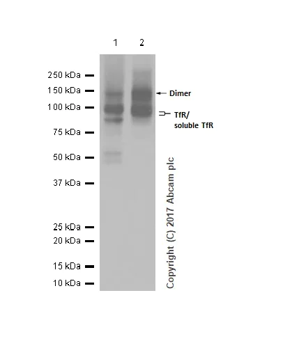 Western blot - Anti-Transferrin Receptor antibody [EPR20584] (AB214039)