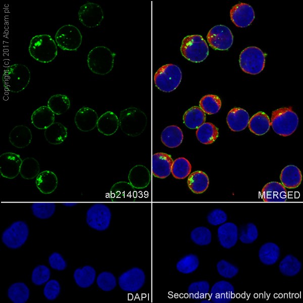 Immunocytochemistry/ Immunofluorescence - Anti-Transferrin Receptor antibody [EPR20584] - BSA and Azide free (ab232376), expandable thumbnail
