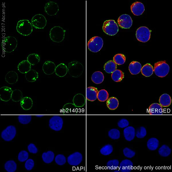 Immunocytochemistry/ Immunofluorescence - Anti-Transferrin Receptor antibody [EPR20584] - BSA and Azide free (AB232376)