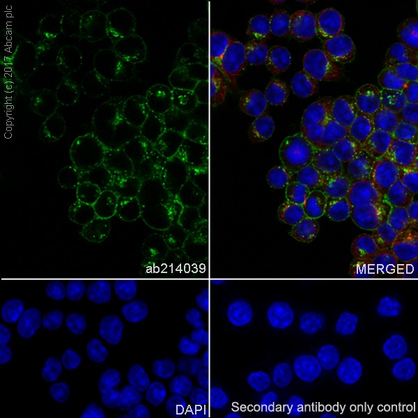 Immunocytochemistry/ Immunofluorescence - Anti-Transferrin Receptor antibody [EPR20584] - BSA and Azide free (ab232376), expandable thumbnail