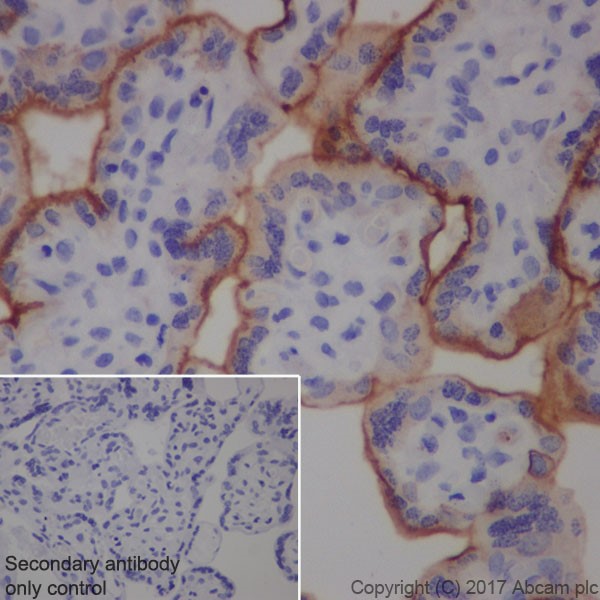 Immunohistochemistry (Formalin/PFA-fixed paraffin-embedded sections) - Anti-Transferrin Receptor antibody [EPR20584] - BSA and Azide free (ab232376), expandable thumbnail