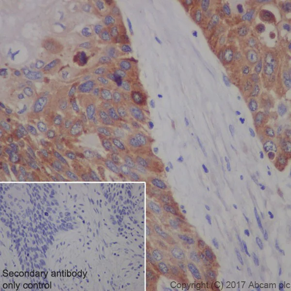Immunohistochemistry (Formalin/PFA-fixed paraffin-embedded sections) - Anti-Transferrin Receptor antibody [EPR20584] - BSA and Azide free (AB232376)