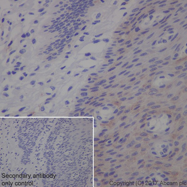 Immunohistochemistry (Formalin/PFA-fixed paraffin-embedded sections) - Anti-Transferrin Receptor antibody [EPR20584] - BSA and Azide free (AB232376), expandable thumbnail