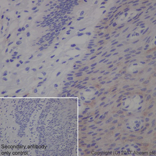 Immunohistochemistry (Formalin/PFA-fixed paraffin-embedded sections) - Anti-Transferrin Receptor antibody [EPR20584] - BSA and Azide free (AB232376)