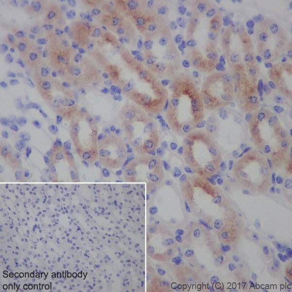 Immunohistochemistry (Formalin/PFA-fixed paraffin-embedded sections) - Anti-Transferrin Receptor antibody [EPR20584] - BSA and Azide free (AB232376), expandable thumbnail