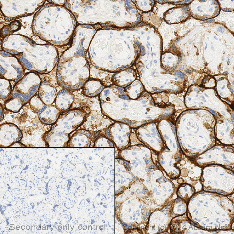 Immunohistochemistry (Formalin/PFA-fixed paraffin-embedded sections) - Anti-Transferrin Receptor antibody [EPR20584] - BSA and Azide free (ab232376), expandable thumbnail