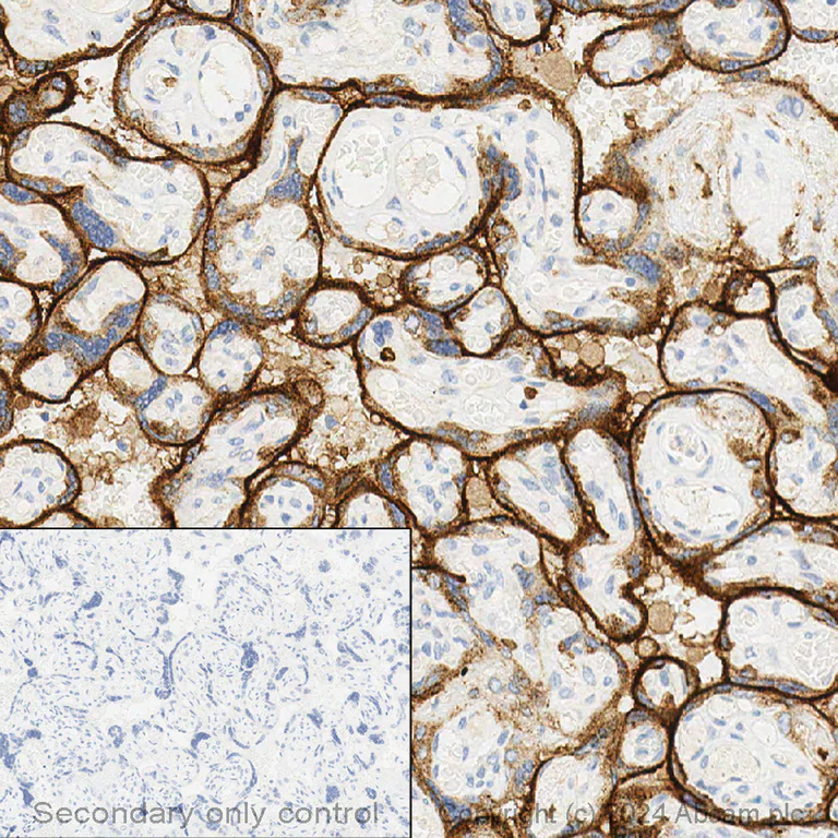 Immunohistochemistry (Formalin/PFA-fixed paraffin-embedded sections) - Anti-Transferrin Receptor antibody [EPR20584] - BSA and Azide free (AB232376)