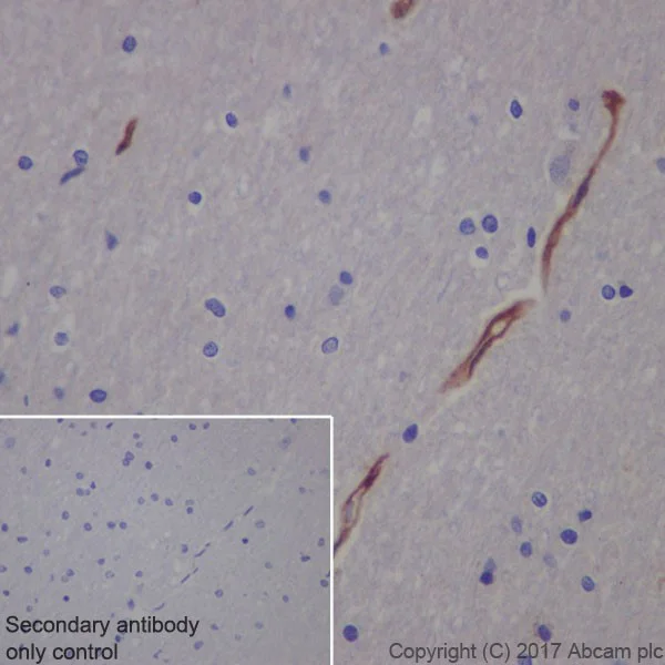 Immunohistochemistry (Formalin/PFA-fixed paraffin-embedded sections) - Anti-Transferrin Receptor antibody [EPR20584] - BSA and Azide free (AB232376)