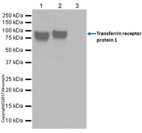Immunoprecipitation - Anti-Transferrin Receptor antibody [EPR20584] - BSA and Azide free (AB232376), expandable thumbnail