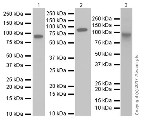 Western blot - Anti-Transferrin Receptor antibody [EPR20584] - BSA and Azide free (AB232376)