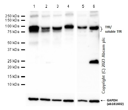 Western blot - Anti-Transferrin Receptor antibody [EPR20584] - BSA and Azide free (ab232376), expandable thumbnail