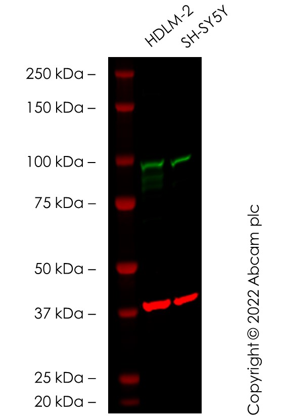 Western blot - Anti-Transferrin Receptor antibody [EPR20584] - BSA and Azide free (ab232376), expandable thumbnail