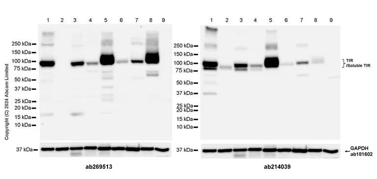 Western blot - Anti-Transferrin Receptor antibody [EPR20584] - BSA and Azide free (AB232376)
