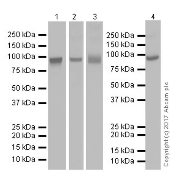 Western blot - Anti-Transferrin Receptor antibody [EPR20584] - BSA and Azide free (AB232376)