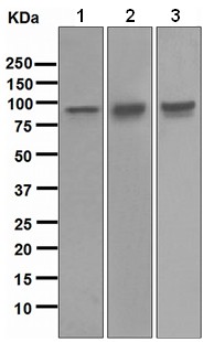 Western blot - Anti-Transferrin Receptor antibody [EPR4013] (AB109259)