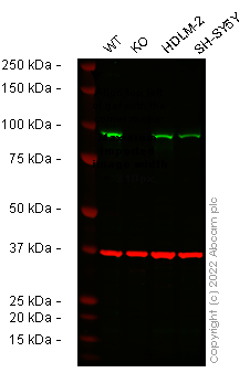Western blot - Anti-Transferrin Receptor antibody [EPR4013] (AB109259)