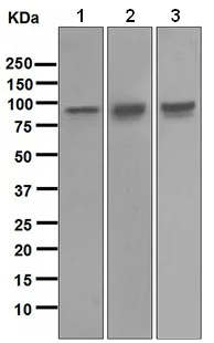 Western blot - Anti-Transferrin Receptor antibody [EPR4013] - BSA and Azide free (AB247810)