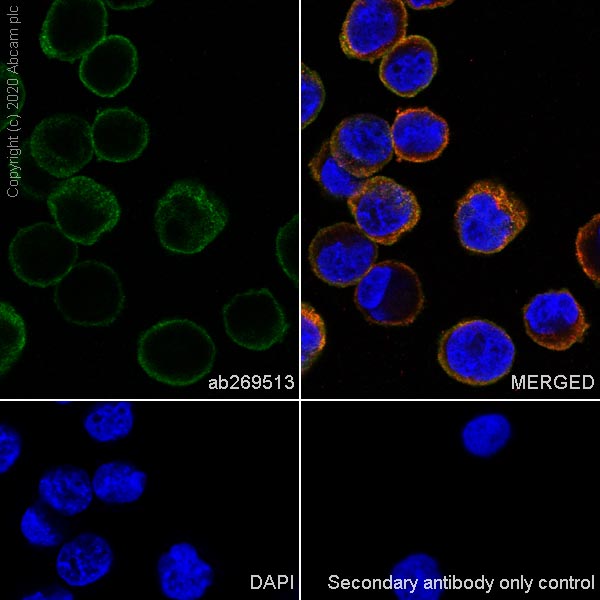 Immunocytochemistry/ Immunofluorescence - Anti-Transferrin Receptor antibody [H68.4] (AB269513), expandable thumbnail