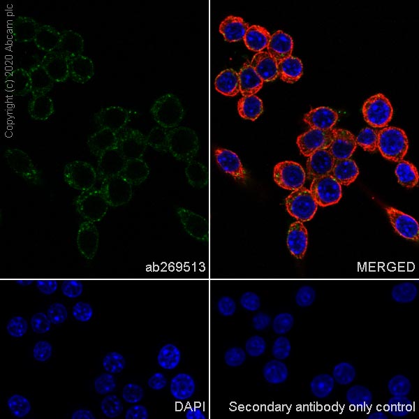 Immunocytochemistry/ Immunofluorescence - Anti-Transferrin Receptor antibody [H68.4] (AB269513), expandable thumbnail