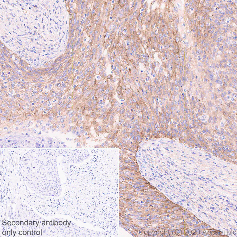Immunohistochemistry (Formalin/PFA-fixed paraffin-embedded sections) - Anti-Transferrin Receptor antibody [H68.4] (AB269513)