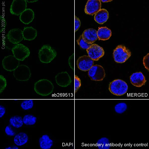 Immunocytochemistry/ Immunofluorescence - Anti-Transferrin Receptor antibody [H68.4] - BSA and Azide free (AB269514)