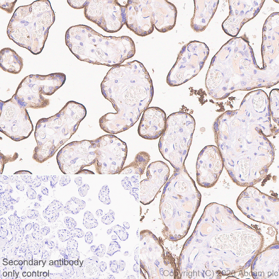 Immunohistochemistry (Formalin/PFA-fixed paraffin-embedded sections) - Anti-Transferrin Receptor antibody [H68.4] - BSA and Azide free (AB269514), expandable thumbnail