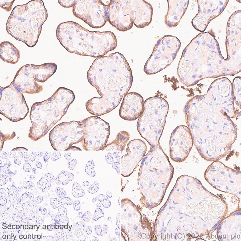 Immunohistochemistry (Formalin/PFA-fixed paraffin-embedded sections) - Anti-Transferrin Receptor antibody [H68.4] - BSA and Azide free (AB269514)