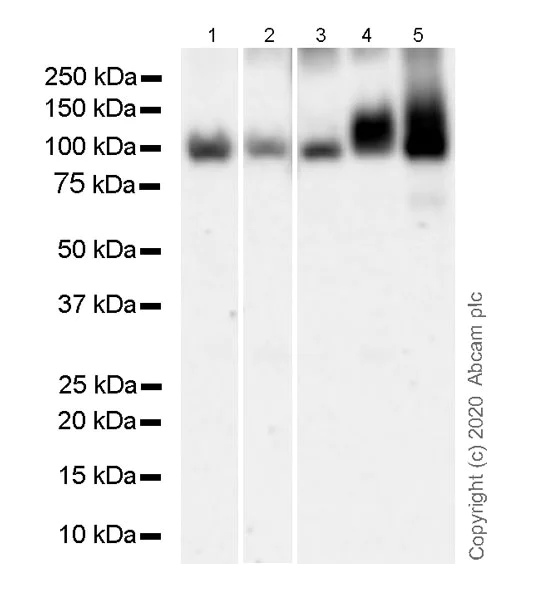 Western blot - Anti-Transferrin Receptor antibody [H68.4] - BSA and Azide free (AB269514)