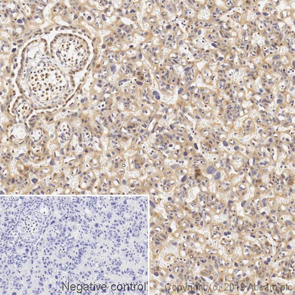Immunohistochemistry (Formalin/PFA-fixed paraffin-embedded sections) - Anti-Transferrin Receptor antibody [OX26] - BSA and Azide free (AB244555)