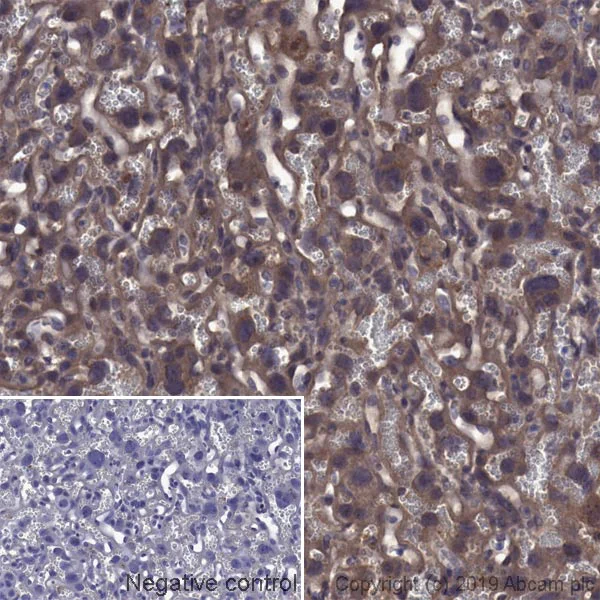 Immunohistochemistry (Formalin/PFA-fixed paraffin-embedded sections) - Anti-Transferrin Receptor antibody [OX26] - BSA and Azide free (AB244555)