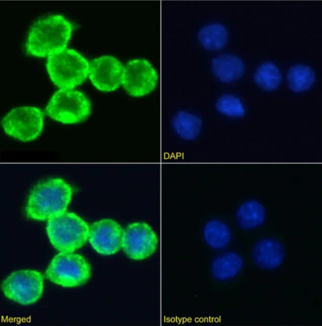 Immunocytochemistry/ Immunofluorescence - Anti-Transferrin Receptor antibody [R17 217.1.3] - Rabbit IgG (Chimeric) (AB281913)