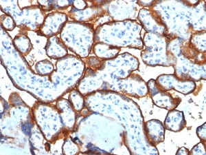 Immunohistochemistry (Formalin/PFA-fixed paraffin-embedded sections) - Anti-Transferrin Receptor antibody [TFRC/1817] - BSA and Azide free (AB269756), expandable thumbnail
