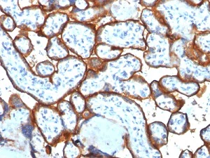 Immunohistochemistry (Formalin/PFA-fixed paraffin-embedded sections) - Anti-Transferrin Receptor antibody [TFRC/1817] - BSA and Azide free (AB269756)