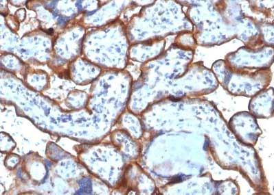 Immunohistochemistry (Formalin/PFA-fixed paraffin-embedded sections) - Anti-Transferrin Receptor antibody [TFRC/1818] - BSA and Azide free (AB269745)