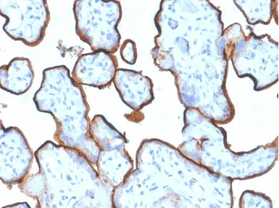 Immunohistochemistry (Formalin/PFA-fixed paraffin-embedded sections) - Anti-Transferrin Receptor antibody [TFRC/1839] - BSA and Azide free (AB237911)