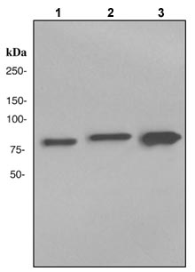Western blot - Anti-Transglutaminase 2 antibody [EP2957] (AB109200), expandable thumbnail