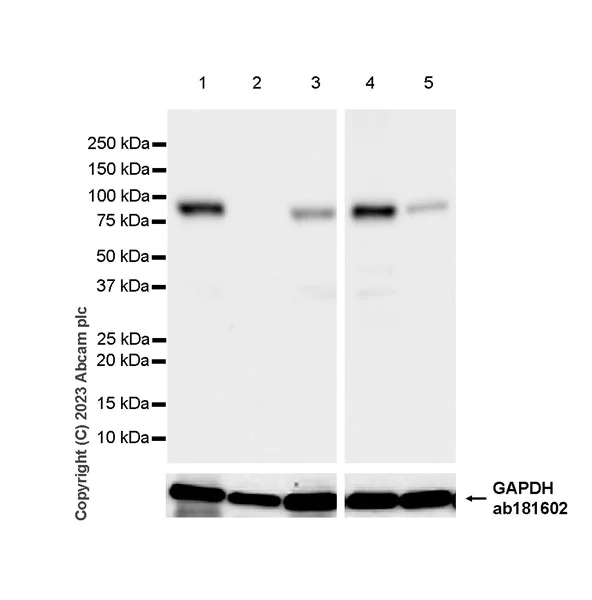 Western blot - Anti-Transglutaminase 2 antibody [EPR28142-86] - BSA and Azide free (AB310334)