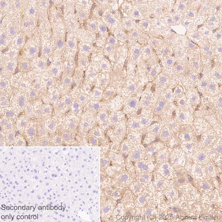 Immunohistochemistry (Formalin/PFA-fixed paraffin-embedded sections) - Anti-Transglutaminase 2 antibody [EPR29853-527] - BSA and Azide free (AB323809)